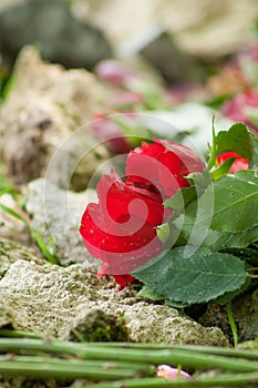 discarded roses symbolizing lovesickness and depression