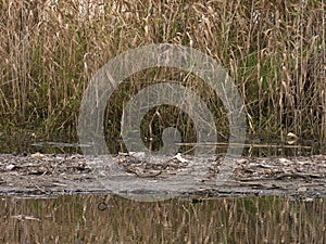 Discarded rubbish in river with long grass in background