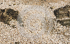 Discarded shells of eaten oysters