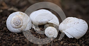 Discarded Snail Shells