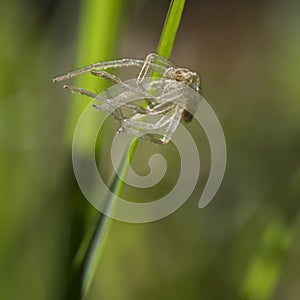 Discarded spider exoskeleton on blade of grass. Unwanted now.