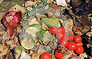 Discarded and spoiled food in a trash pile. Compostable organic waste