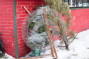 Discarded spruce in the trash after the New year.