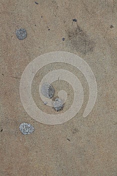 Discarded, squashed chewing gum on a pavement sidewalk in the UK