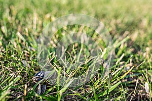 Empty sunflower seed shells tossed in on the ground and grass