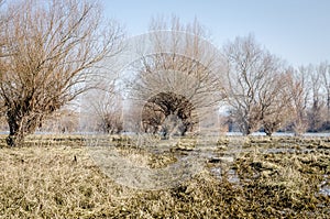 Discarded tires on the shore of the frozen lake