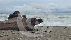 discarded tree on seashore. wild beach