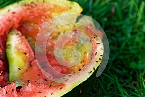 A discarded watermelon lies on the grass, it has attracted fruit flies