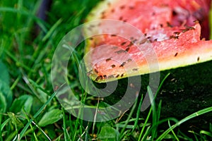 A discarded watermelon lies on the green grass and is covered with fruit flies