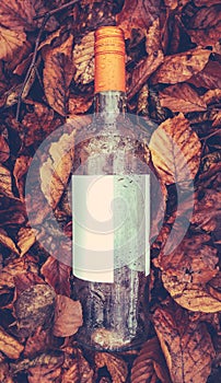 Discarded Wine Bottle