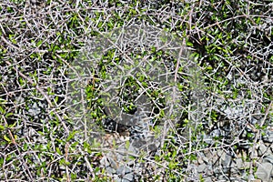 Discaria toumatou, commonly called matagouri or Wild Irishman photo