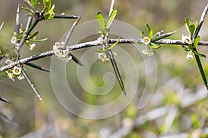 Discaria toumatou, commonly called matagouri or Wild Irishman photo