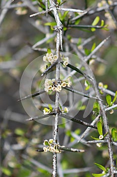 Discaria toumatou, commonly called matagouri or Wild Irishman photo