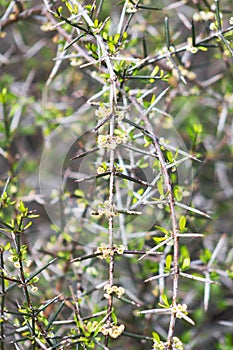Discaria toumatou, commonly called matagouri or Wild Irishman photo