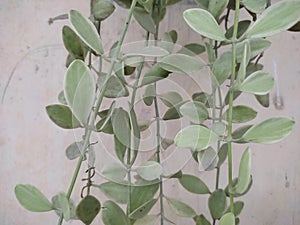 Dischidia is a genus of plants in the family Apocynaceae