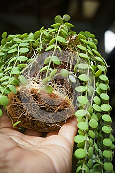 Dischidia houseplants with massive and fertile roots