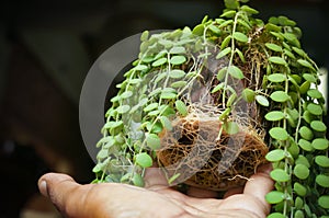 Dischidia houseplants with massive and fertile roots