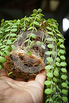 Dischidia houseplants with massive and fertile roots photo
