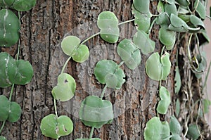 Dischidia imbricata Blume, Conchophyllum imbricatum Blume