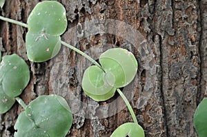 Dischidia imbricata Blume, Conchophyllum imbricatum Blume photo