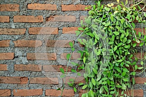 Dischidia nummularia Asclepiadaceae and the brick wall