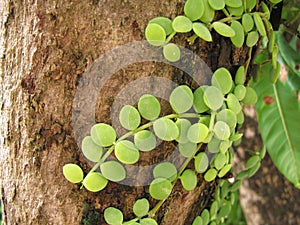 Dischidia nummularia on tree photo