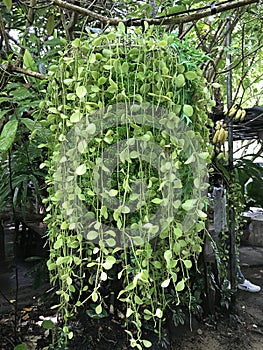 Dischidia nummularia variegata in the garden.