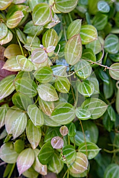 Dischidia  plant with green and reddish color leaves