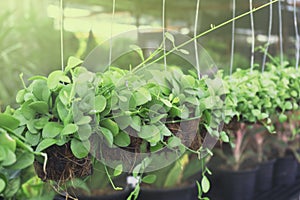 Dischidia planted in dry coconut husk