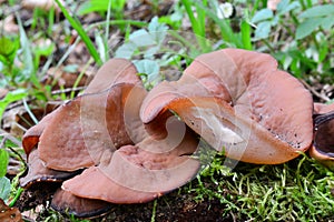 Disciotis venosa or The Bleach cup mushroom