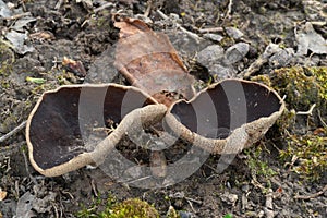 Disciotis venosa mushroom on the ground. Known as Veined Cup