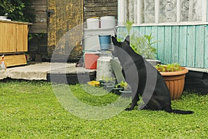 Disciplined shepherd watchdog in yard of old country house