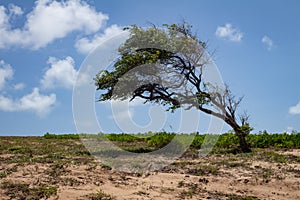 A disciplined tree twisted by the constant wind from the sea. Force of nature. Landscape of a marine tundra. Holiday photography