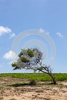 A disciplined tree twisted by the constant wind from the sea. Force of nature. Landscape of a marine tundra. Holiday photography