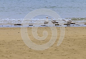 Disclaimer of 3 seagulls Laridae photo