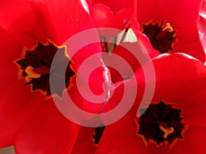 Disclosed buds of red tulips close-up