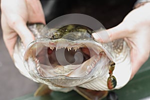 Disclosed toothy jaws large pike