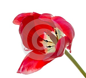 Disclosed Tulips on white background