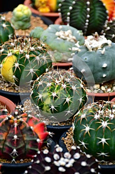 Discocactus spp., Gymnocalycium hybrid variegated and Lophophora spp. in cactus farm