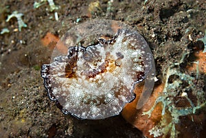 Discodoris boholiensis Nudibranch