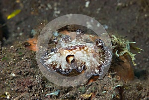 Discodoris boholiensis Nudibranch