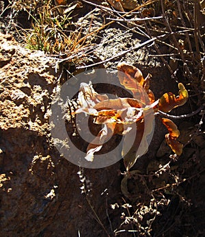 DISCOLOURED LEAVES OF A PLANT IN WINTER