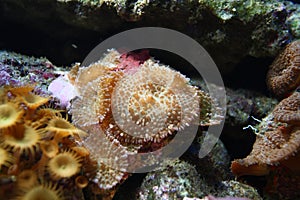 Discosoma coral