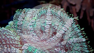 Discosoma sp. syn. Actinodiscus, commonly known as mushroom anemone