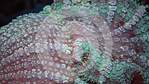 Discosoma sp. syn. Actinodiscus, commonly known as mushroom anemone, mushroom coral or disc anemone