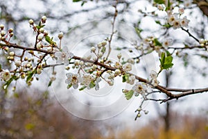 Discover the beauty of spring as fruit trees blossom and rain brings new life to nature. For seasonal concepts