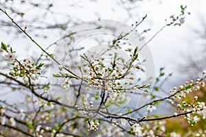 Discover the beauty of spring as fruit trees blossom and rain brings new life to nature. For seasonal concepts