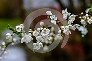 Discover the beauty of spring as fruit trees blossom and rain brings new life to nature. For seasonal concepts