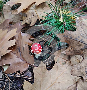 Small Toadstool in Forest Undergrowth