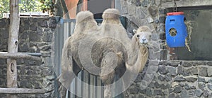 Bactrian camels (Camelus bactrianus) in a zoo and animal park